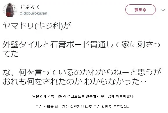 앵그리버드 현실판.png_1.webp