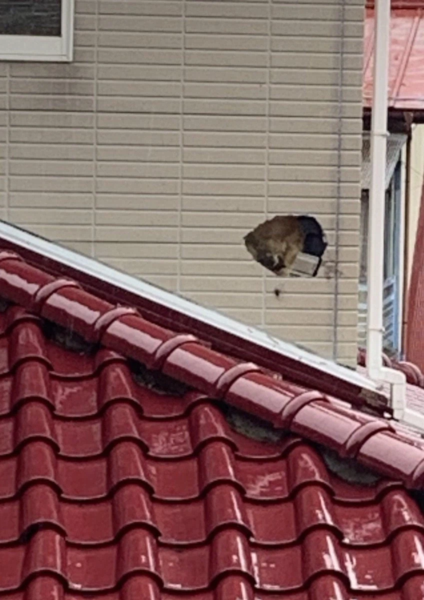 앵그리버드 현실판.png_2.webp