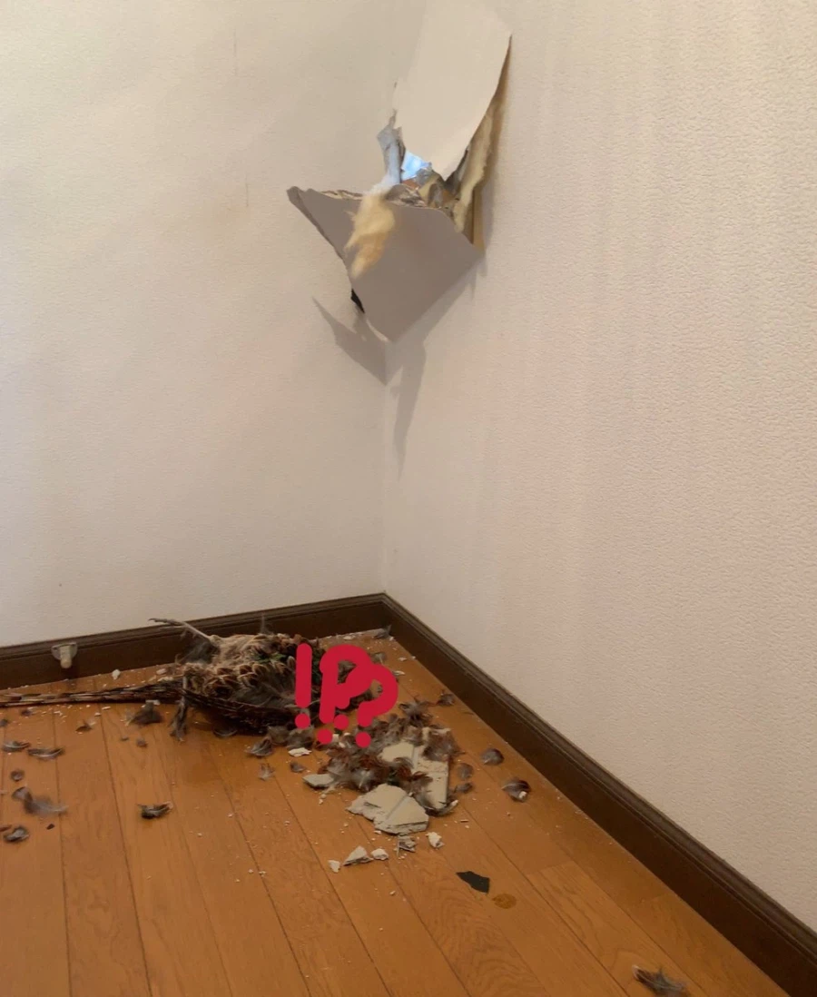 앵그리버드 현실판.png_3.webp