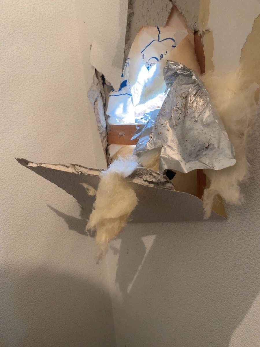 앵그리버드 현실판.png_4.webp