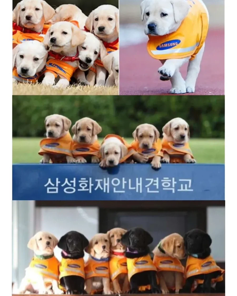 적자인데도 변함없이 추진하는 삼성의 한 사업.jpg_3.webp