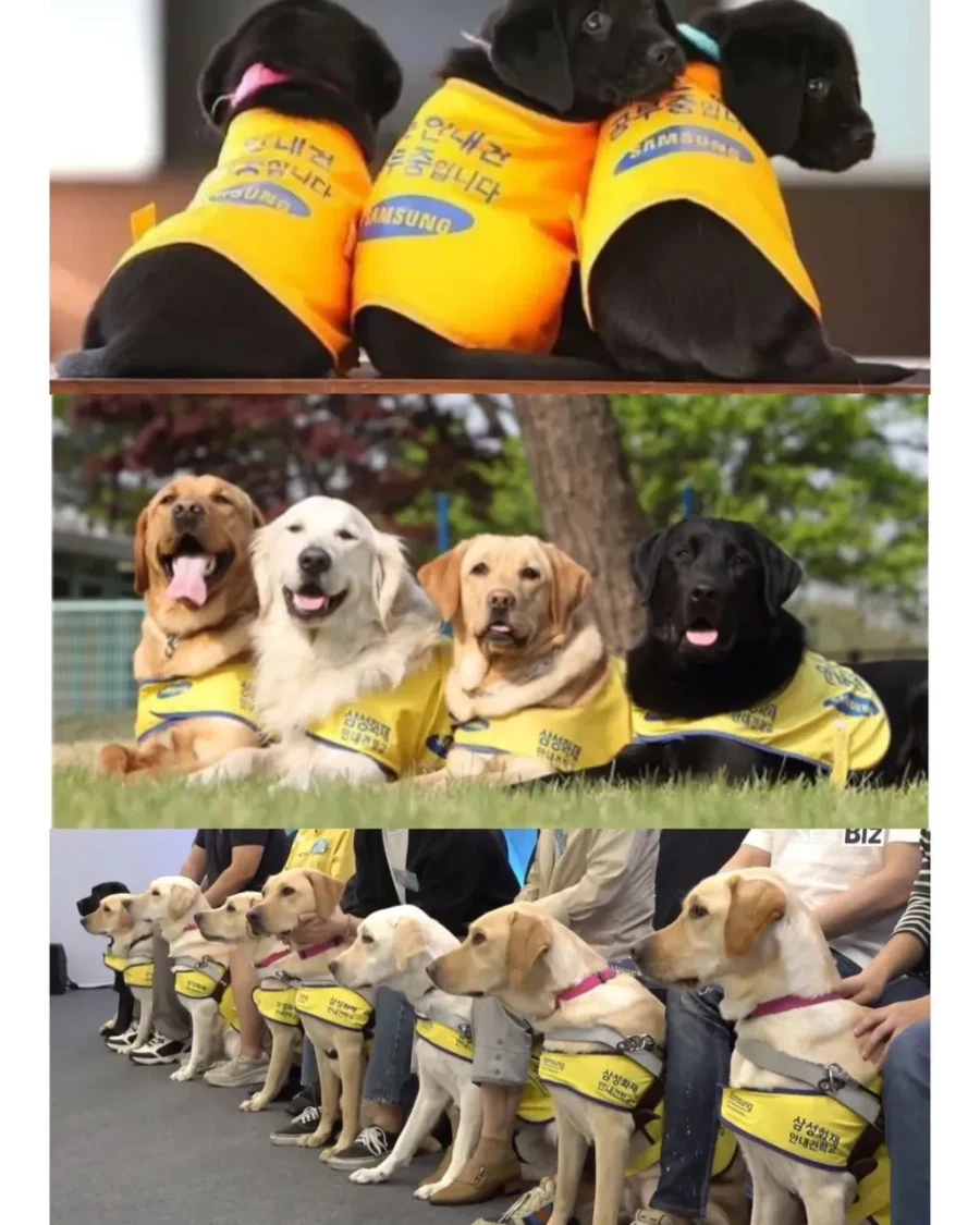 적자인데도 변함없이 추진하는 삼성의 한 사업.jpg_4.webp