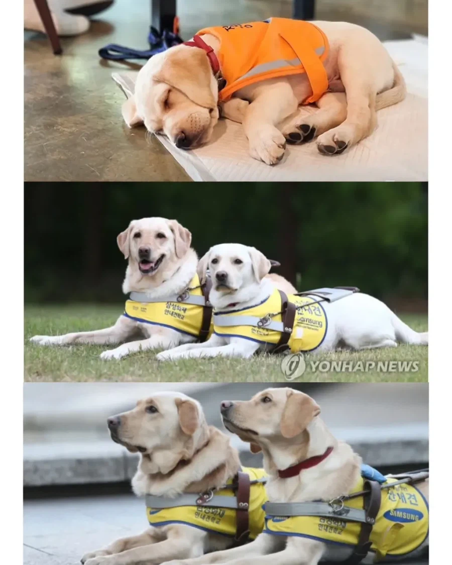 적자인데도 변함없이 추진하는 삼성의 한 사업.jpg_5.webp