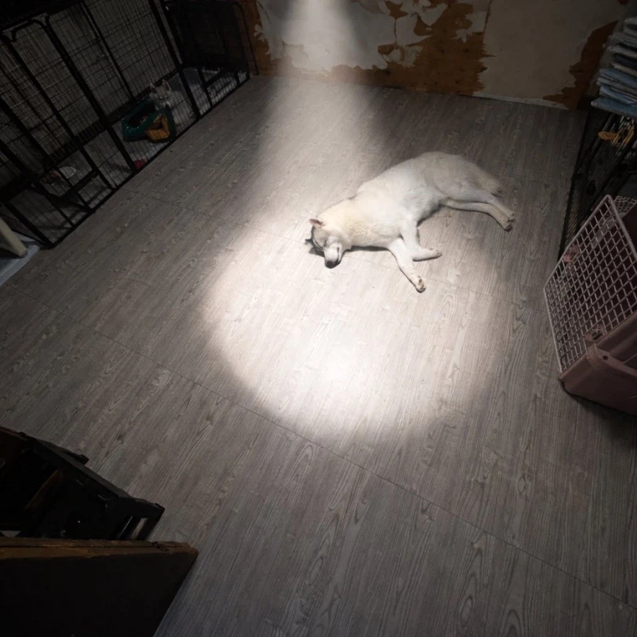 플란더스의 개를 본 직후의 애견인_2.webp