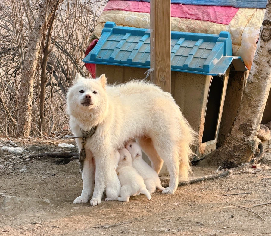 산책하다발견했다는 귀여운 가족.jpg_1.webp