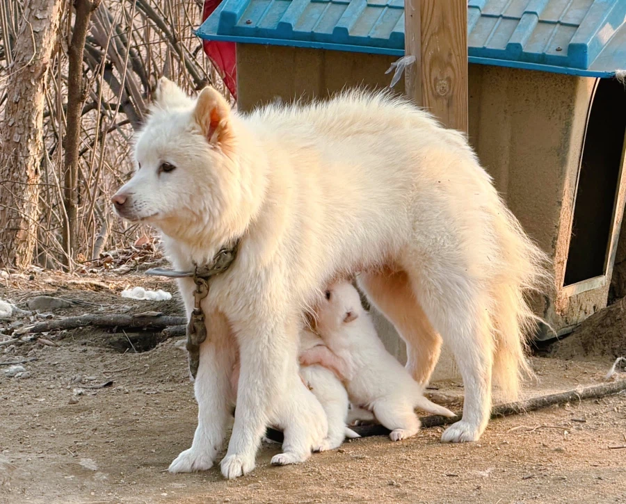 산책하다발견했다는 귀여운 가족.jpg_2.webp