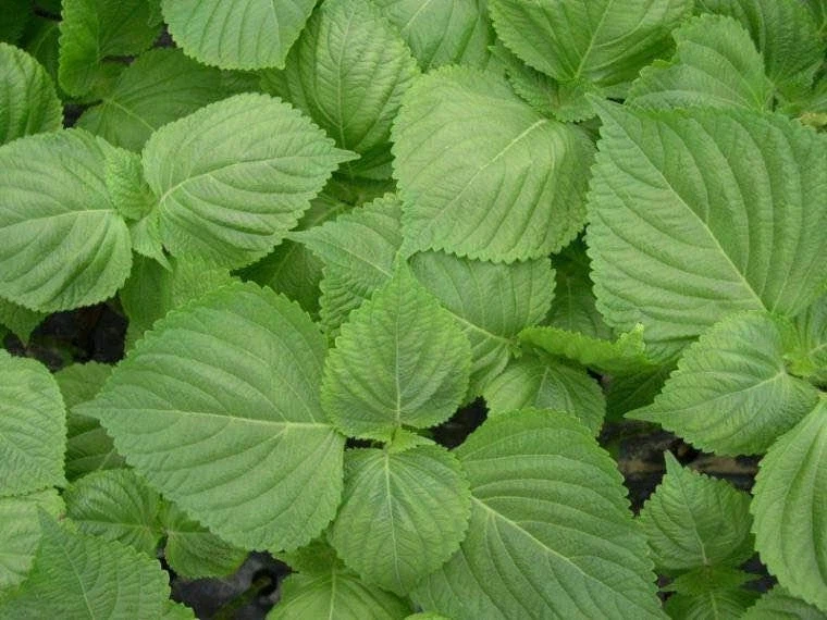 다른 의미로 전설인 깻잎 문익점_1.webp