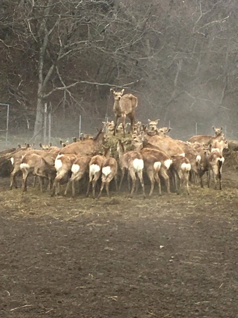 우리는! 녹용이! 되지 않는다!.jpg_1.webp