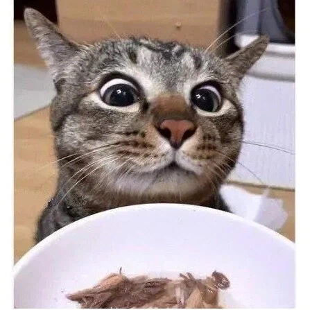 간식 줄 맛 나는 고양이_1.webp