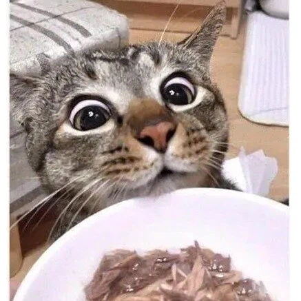 간식 줄 맛 나는 고양이_2.webp