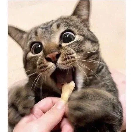 간식 줄 맛 나는 고양이_3.webp