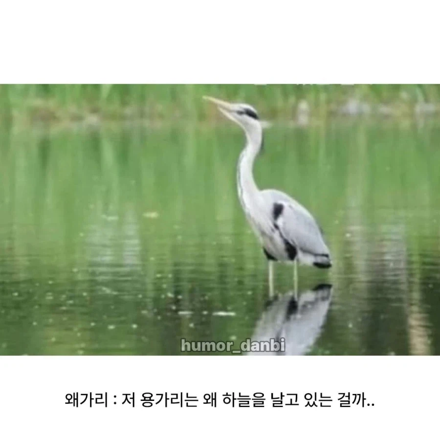 왜가리가 묘하게 하늘을 보는 이유_4.webp