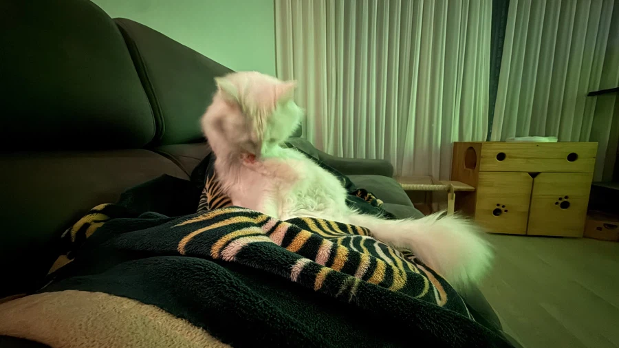 우리집 고양이는 나를 너무 좋아함_1.webp