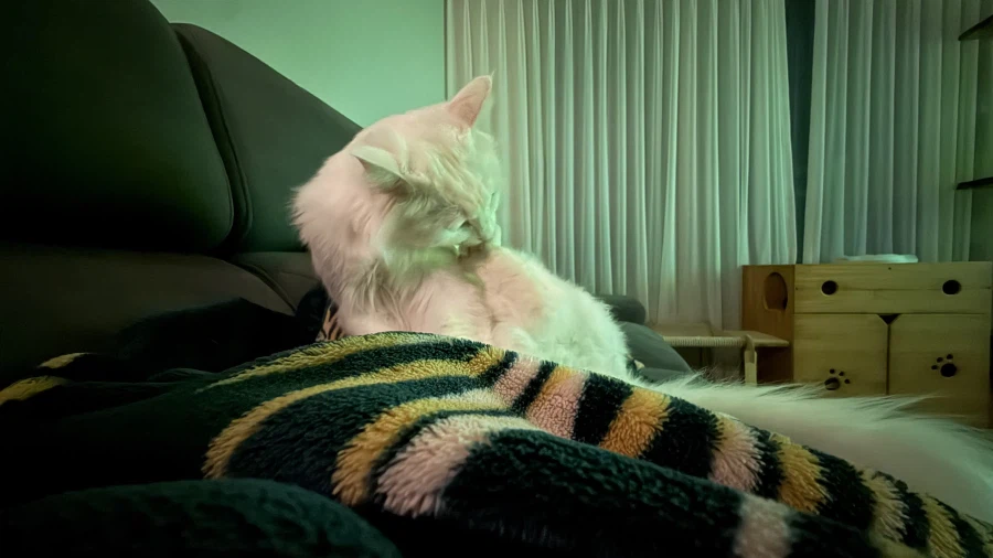 우리집 고양이는 나를 너무 좋아함_2.webp