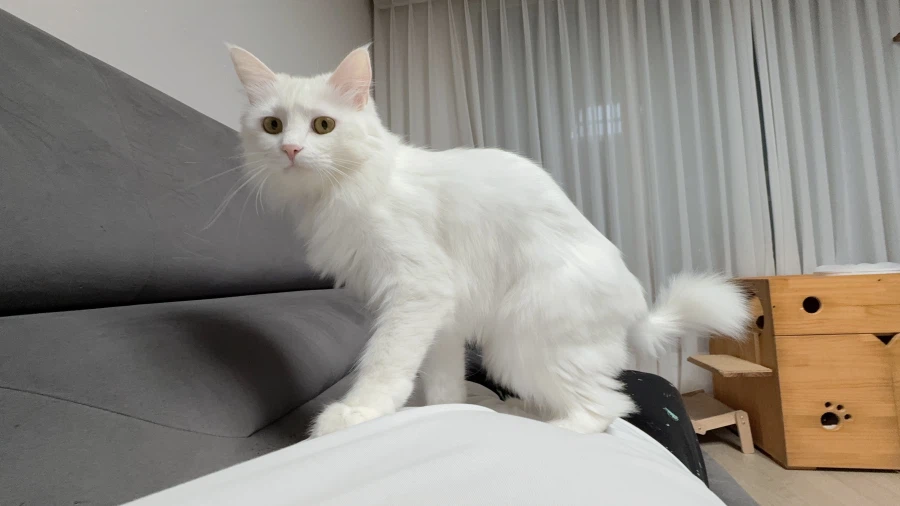 우리집 고양이는 나를 너무 좋아함_4.webp