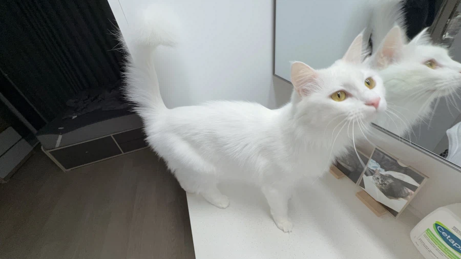 우리집 고양이는 나를 너무 좋아함_6.webp