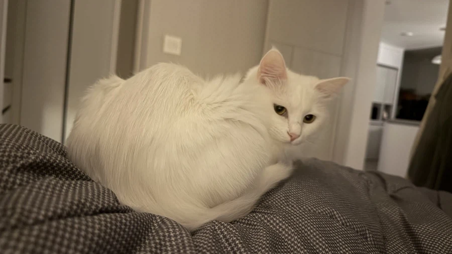 우리집 고양이는 나를 너무 좋아함_7.webp