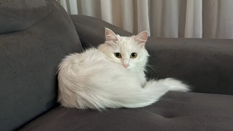 우리집 고양이는 나를 너무 좋아함_8.webp