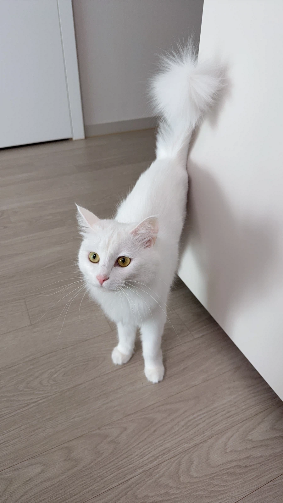 우리집 고양이는 나를 너무 좋아함_9.webp