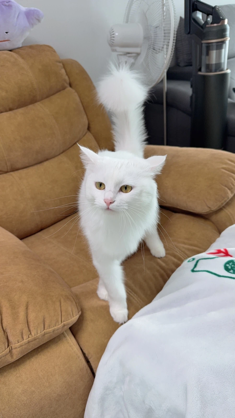 우리집 고양이는 나를 너무 좋아함_10.webp