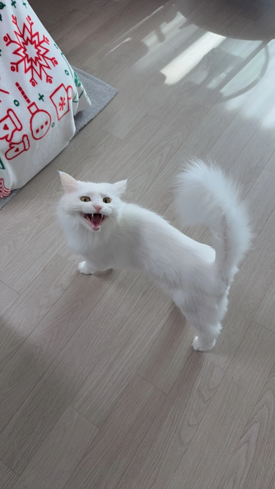 우리집 고양이는 나를 너무 좋아함_12.webp