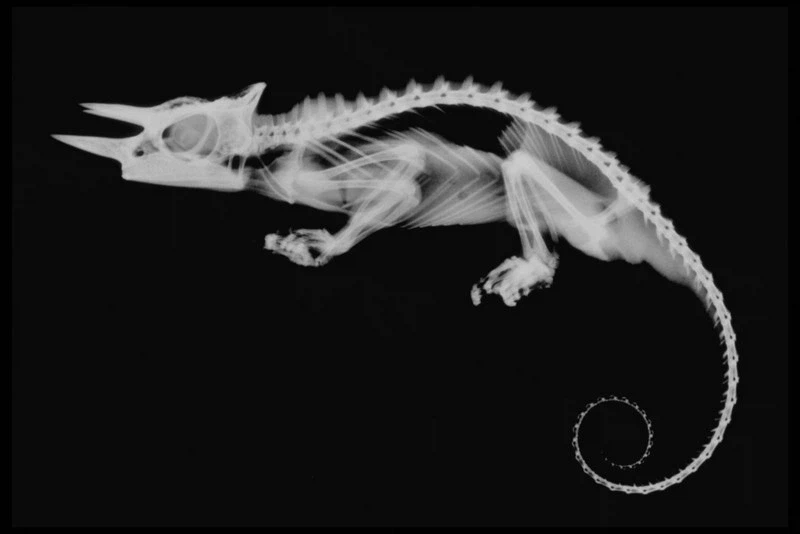 신기한 동물 속사진들_1.webp