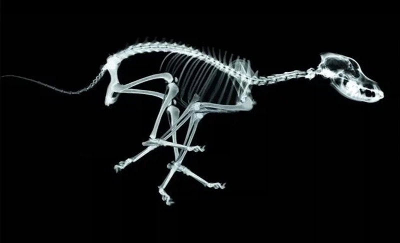 신기한 동물 속사진들_2.webp