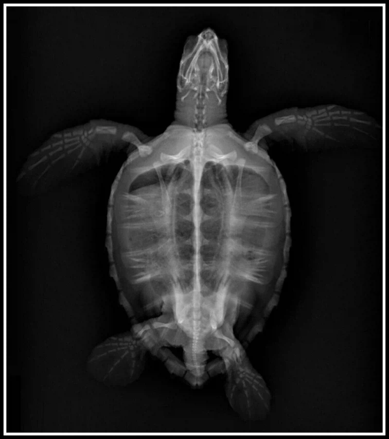 신기한 동물 속사진들_3.webp