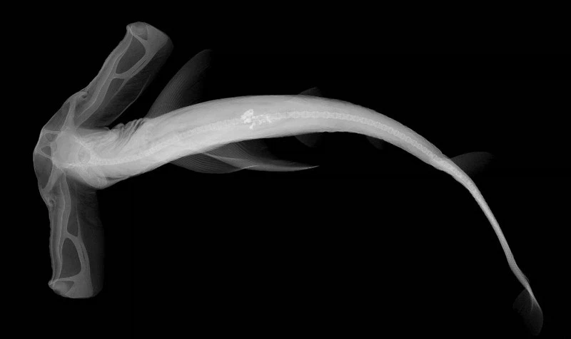 신기한 동물 속사진들_5.webp