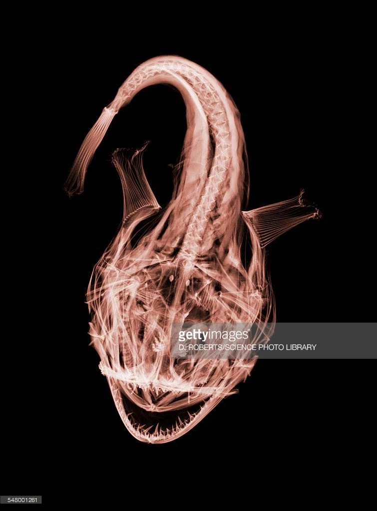 신기한 동물 속사진들_7.webp