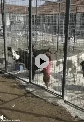 보호소 강아지의 재능 vs 노력, 철장 탈출 시도 영상_1.webp