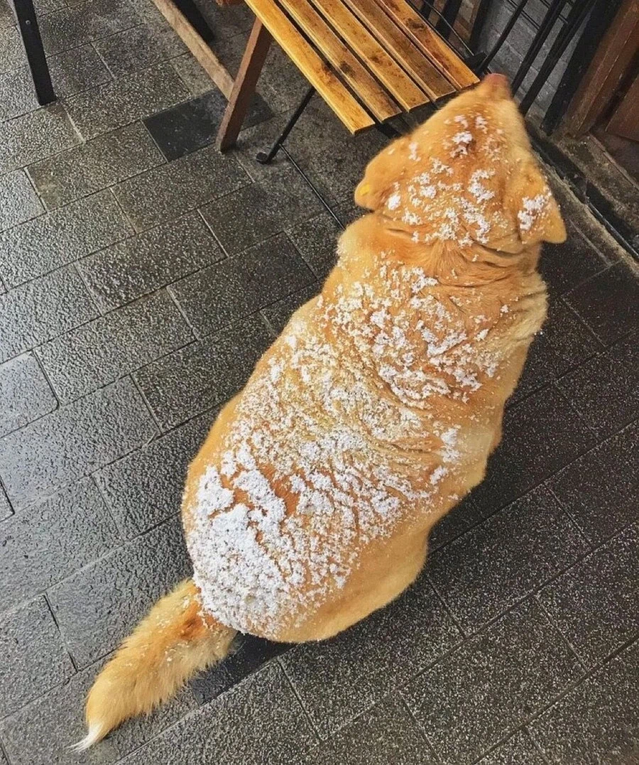 설탕과 생크림을 뿌린 빵처럼 생겼다_1.webp