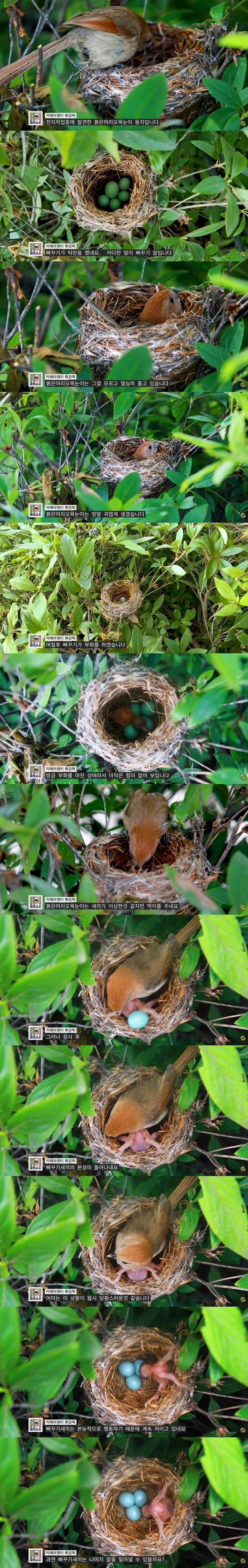 뻐꾸기 탁란의 최후.jpg_1.webp