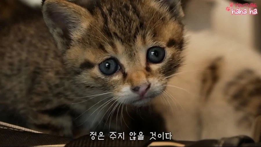 동물 싫어한다고 말하는 사람들 특_1.webp