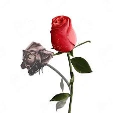 호주 시드니에 꽃을 가져가면 안되는 이유는?_2.webp