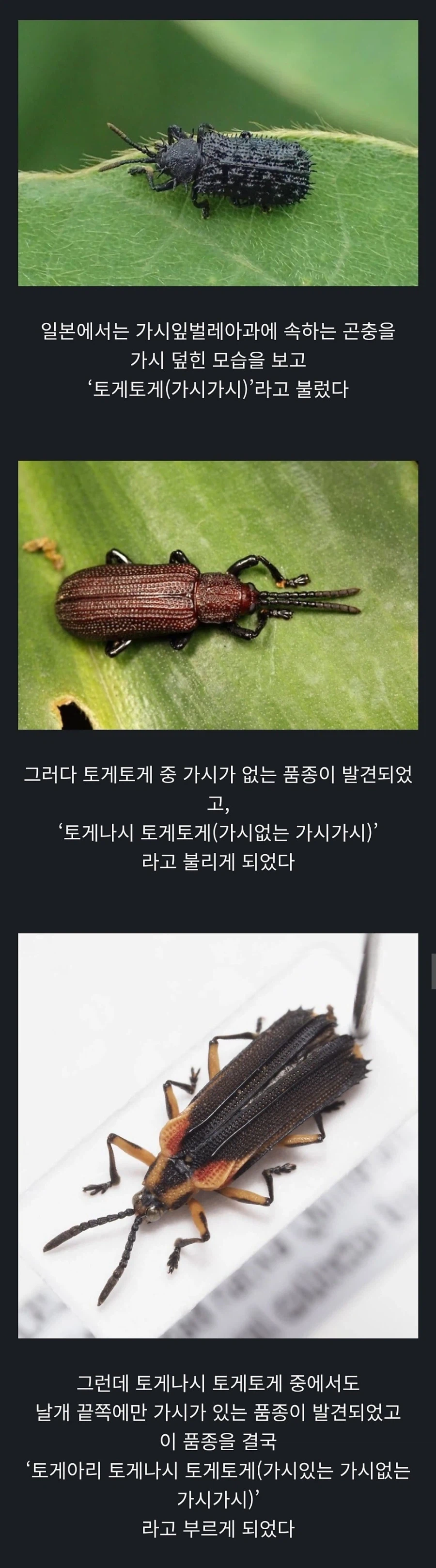 가시 있는 가시 없는 가시가시_1.webp