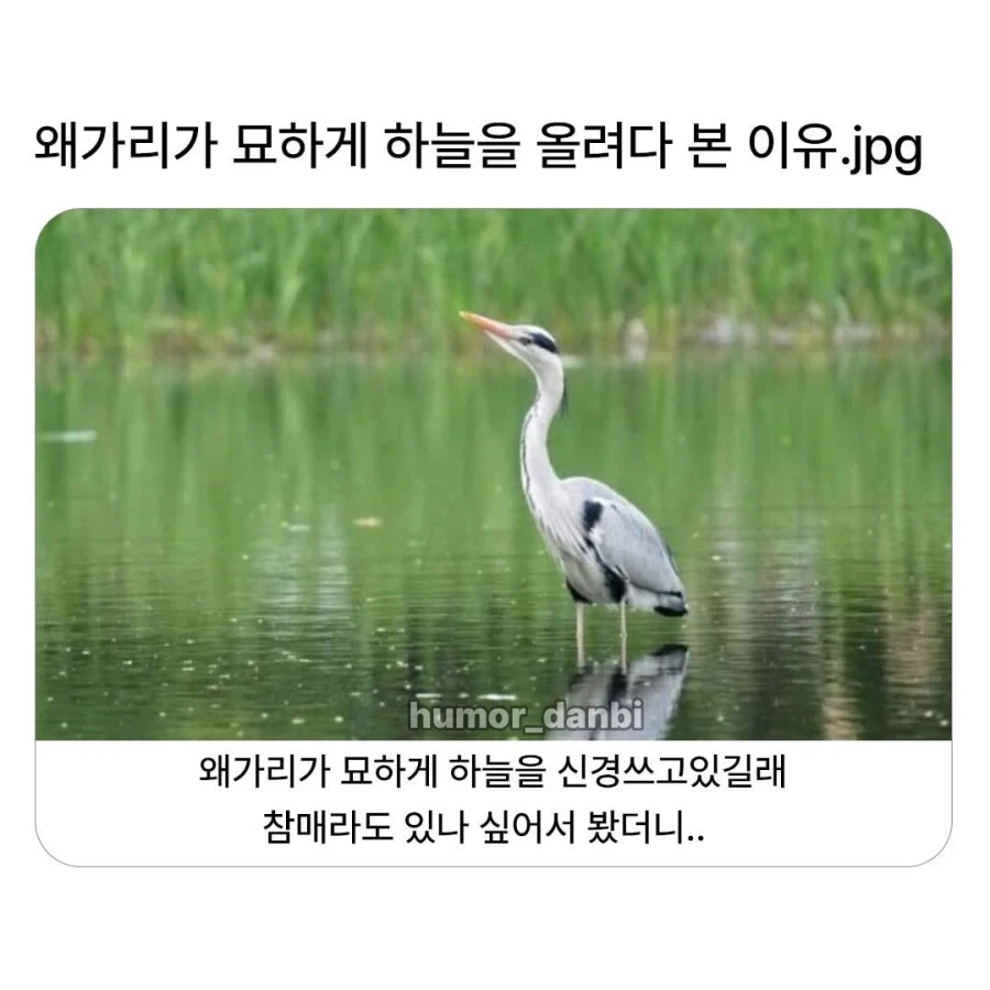 왜가리가 하늘보는 이유_1.webp