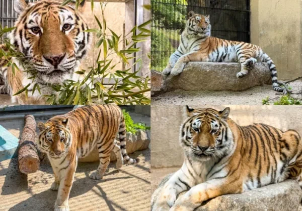 TV동물농장에 나왔던 미호,