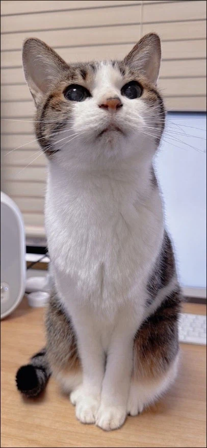 상을 받은 고양이_1.webp