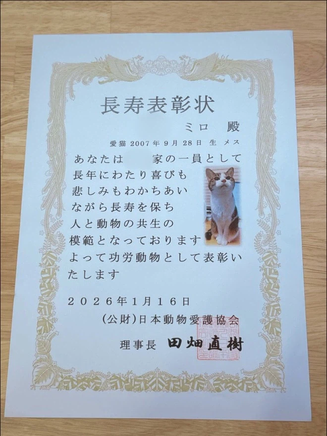 상을 받은 고양이_2.webp