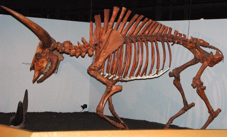 버팔로뼈 보면 신경배돌기가 길다고 꼭 돛의 형태는 아니구나 싶드라_1.webp