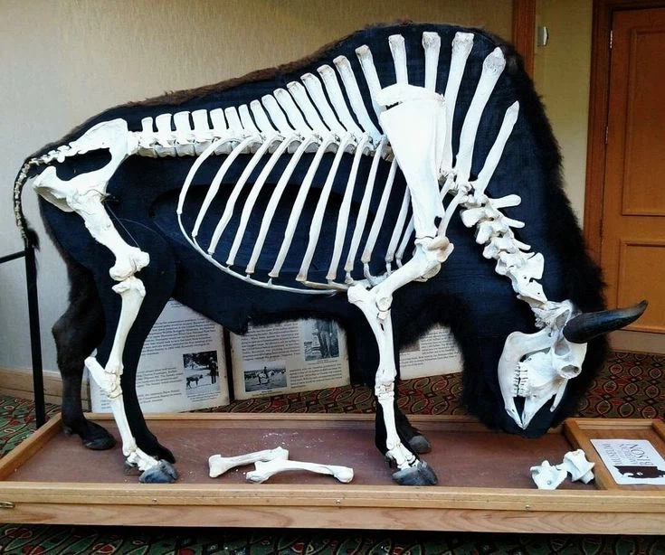 버팔로뼈 보면 신경배돌기가 길다고 꼭 돛의 형태는 아니구나 싶드라_3.webp