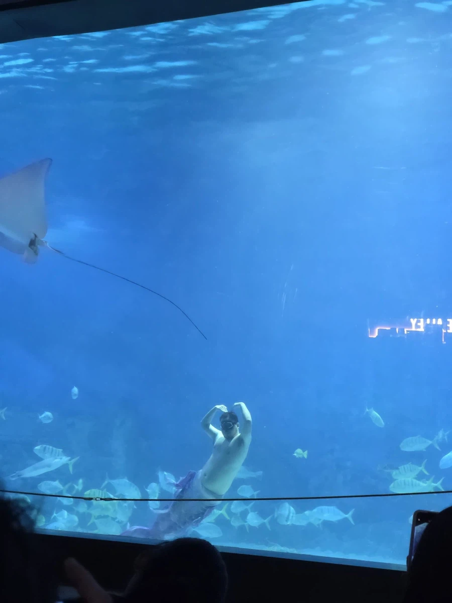 인어쇼 보러갔다가 사기당함.jpg_2.webp