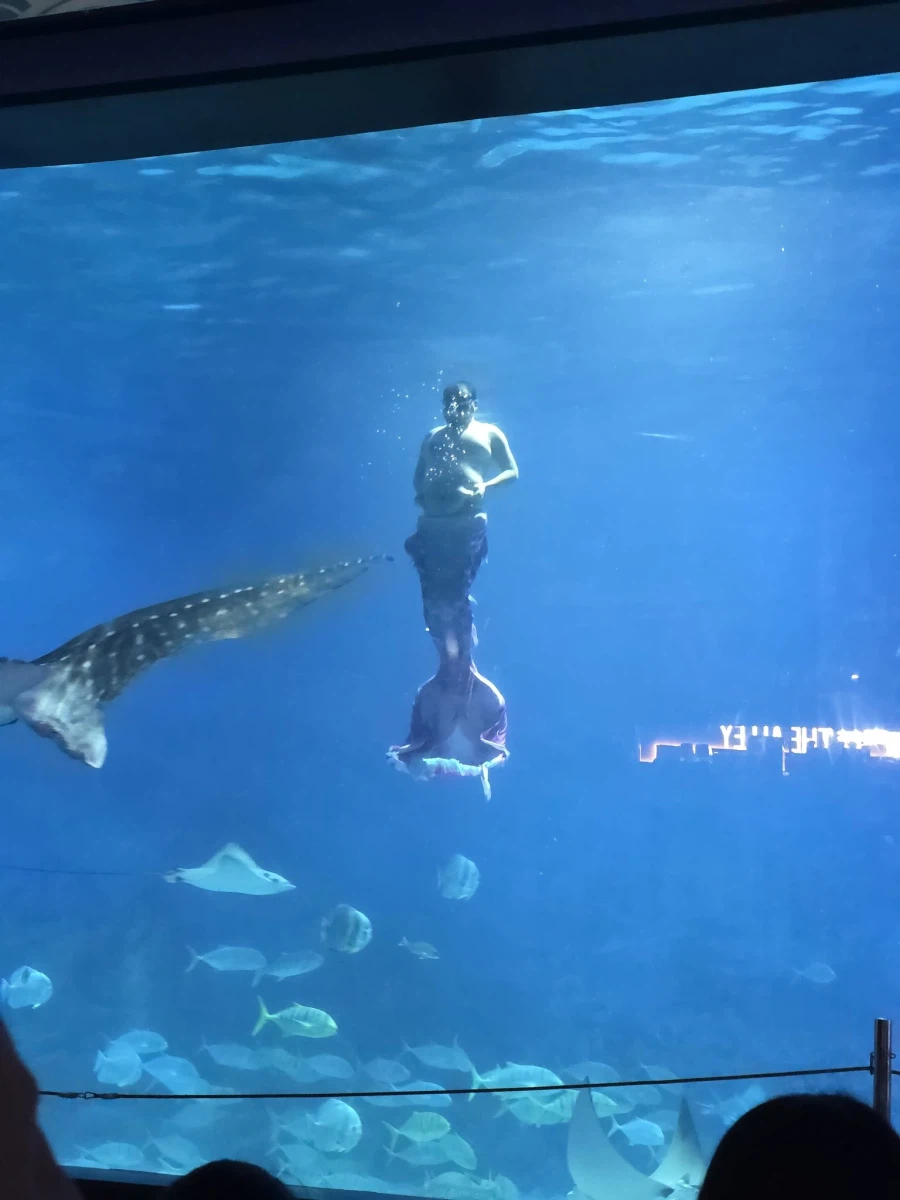 인어쇼 보러갔다가 사기당함.jpg_3.webp