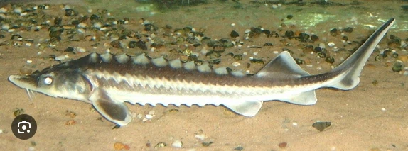 지구생물 근친 레전드.jpg_2.webp