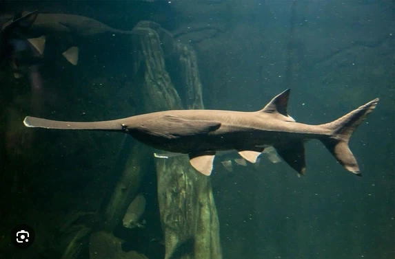 지구생물 근친 레전드.jpg_3.webp