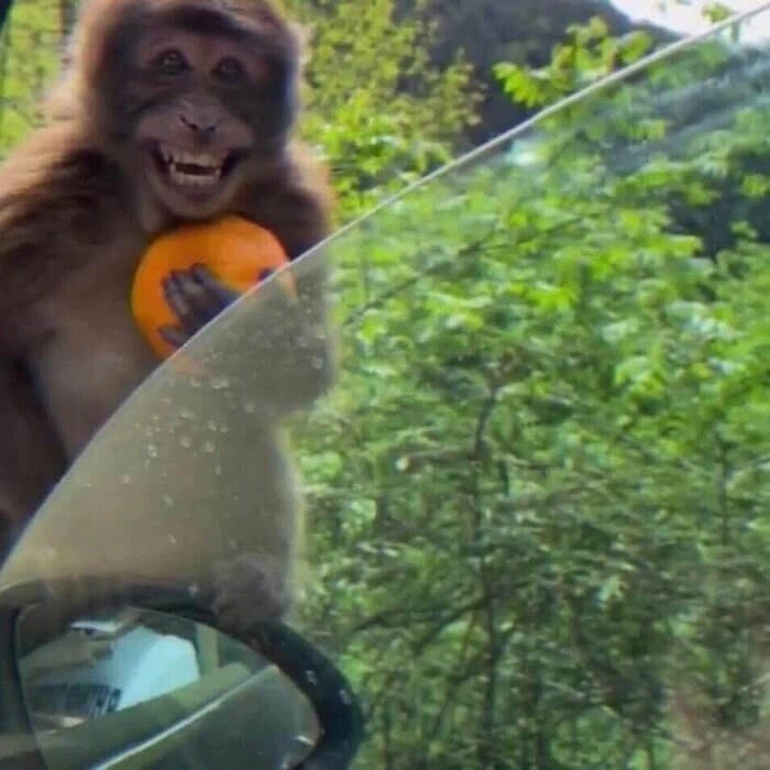 ?? : 공주를 무사히 빼돌리면 이 오렌지를 준다고?!!_2.webp