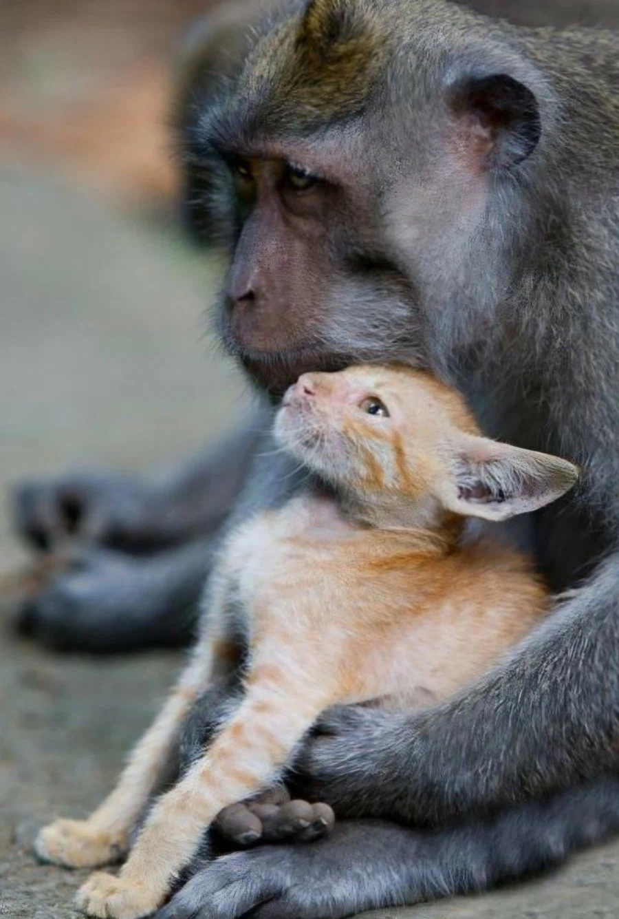 ?? : 공주를 무사히 빼돌리면 이 오렌지를 준다고?!!_3.webp