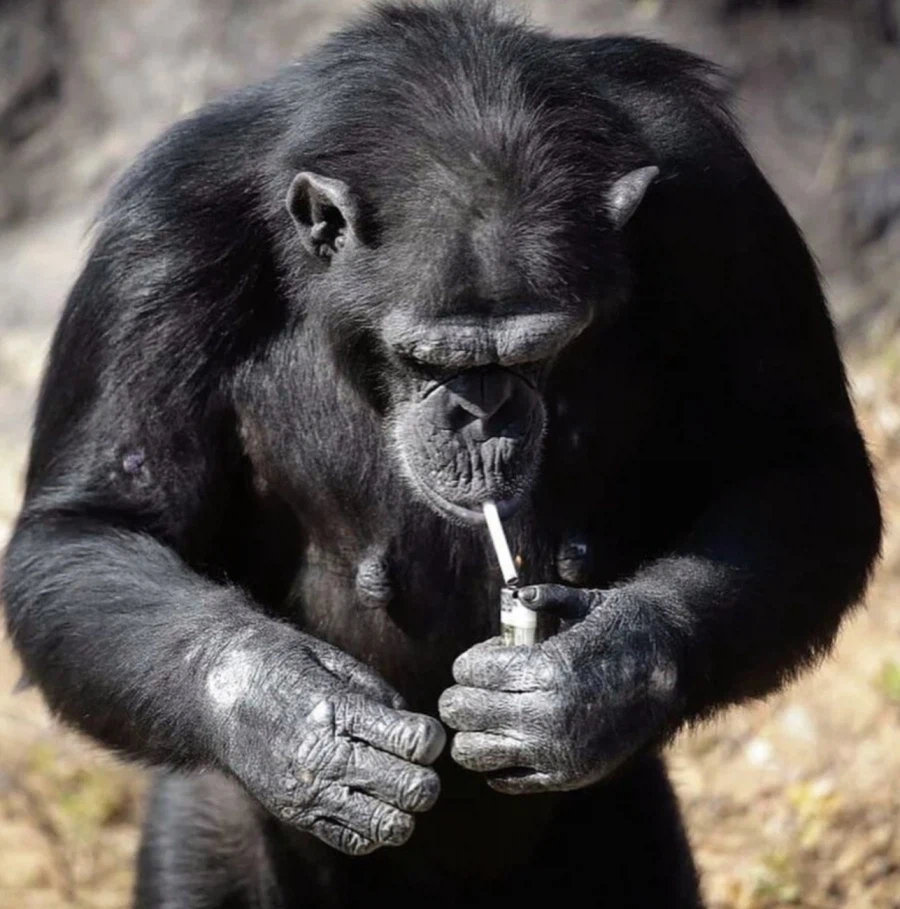 ?? : 공주를 무사히 빼돌리면 이 오렌지를 준다고?!!_5.webp