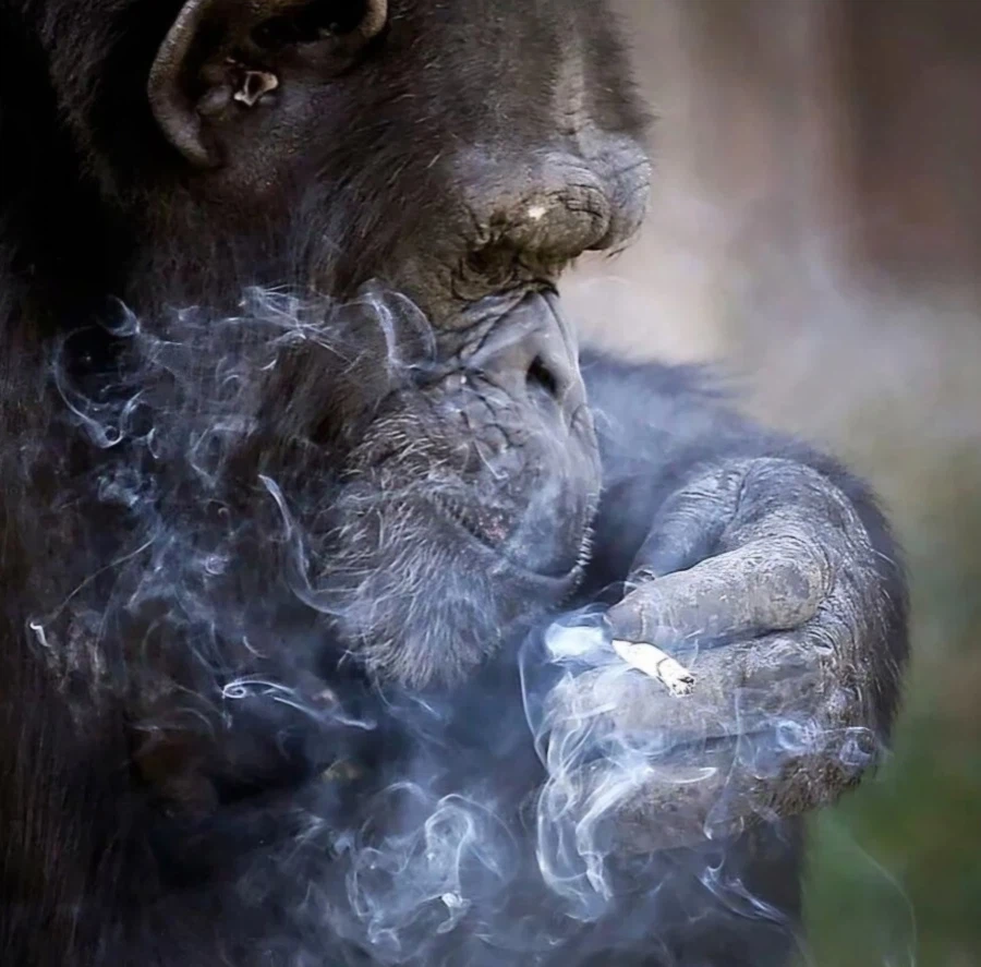 ?? : 공주를 무사히 빼돌리면 이 오렌지를 준다고?!!_6.webp